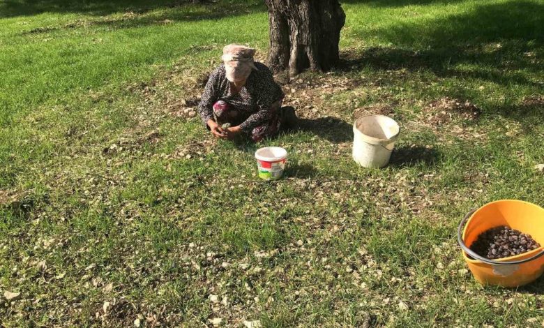 zeytinin en dogal hali karaburun furma zeytini hasadi basladi c1c60a561089 |