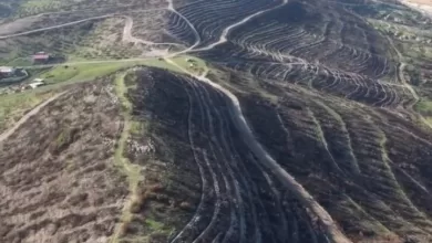 aliaga ve focada yanan orman alanlari yeniden yesile kavusuyor ace779963c11 |