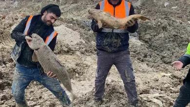 arnavutkoyde ibbnin dokum sahasina cevirdigi mavi golde baliklar can cekisiyor fa7f01b87284 |