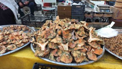 balikesirde yagmur yagdi mantar fiskirdi 360ead2aea5b |