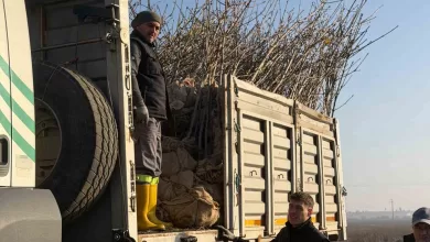 bandirmanin 55inci kirsal mahallesinde 350 agac toprakla bulustu d8694b5d9276 |