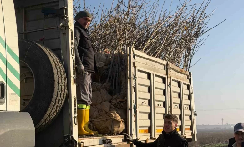 bandirmanin 55inci kirsal mahallesinde 350 agac toprakla bulustu d8694b5d9276 |