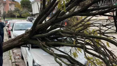 bursada devrilen agac korku dolu anlar yasatti eb235a34f2b6 |