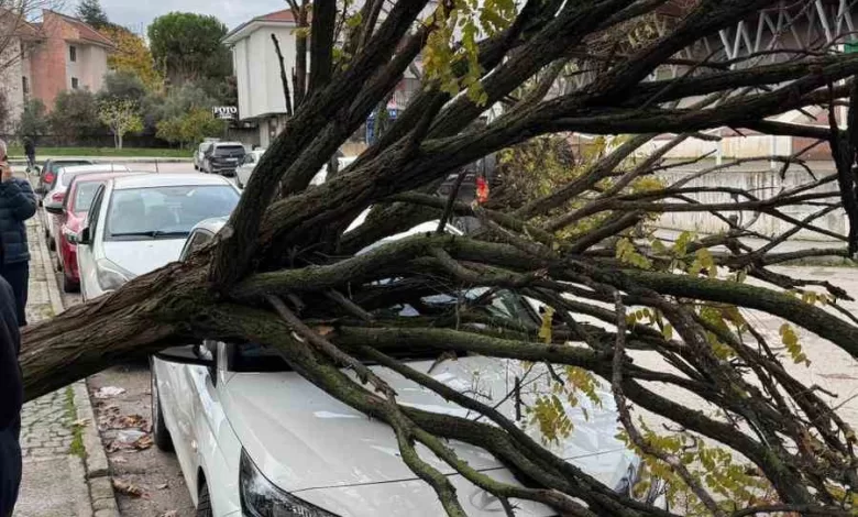 bursada devrilen agac korku dolu anlar yasatti eb235a34f2b6 |