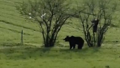 canakkalede koy yoluna inen ayi cep telefonu kamerasina yansidi 18d1d2043a69 |