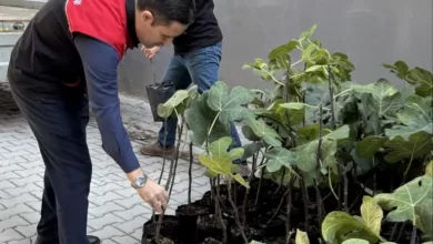 gomecte incir uretimini artiracak adim 499 sertifikali fidan dagitildi d167e4ede456 |