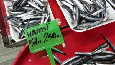 hamsi bollugu av baskisi olusturdu sok tesislerinde tasiyici kamyonlarda yer kalmadi dc66de2706d7 |