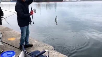 iskelede palamut bereketi 474f8cce6ce6 |