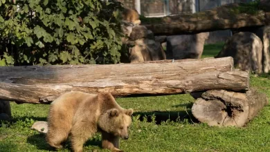 izmir dogal yasam parkina siyah jaguar ve bozayi geldi 04853ebd15b1 |