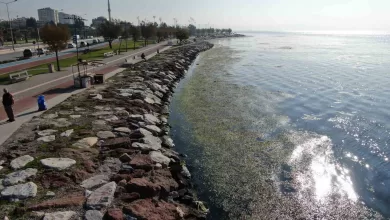 izmir sahilinde yesil istila 520462537861 |