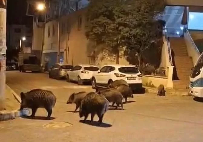 izmir sokaklarinda domuz suruleri ile dogal yasam parkina dondu cf1a70fb709f |