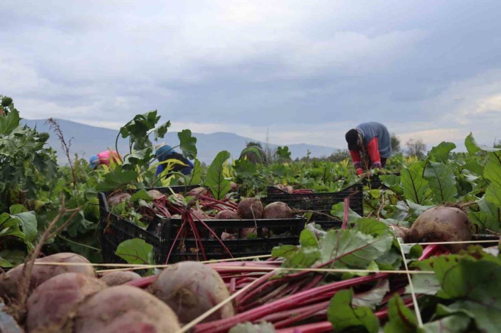 izmirin bereketli topraklarinda kirmizi elmas mesaisi 6bf3cd1638fd |