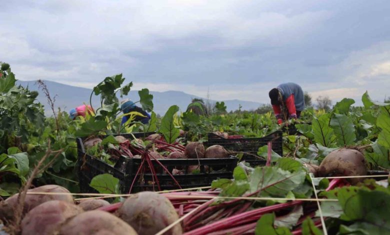 izmirin bereketli topraklarinda kirmizi elmas mesaisi 6bf3cd1638fd |