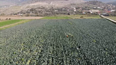 izmirin verimli tarim arazilerinde yesil altin hasadi 7d3945473455 |