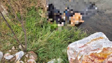 trenin gectigi koprude hayatini kaybetti dd7a688db16b |