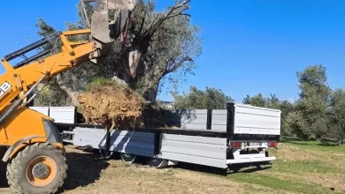 zeytin agaci tasiyacaklara onemli uyari izinsiz isleme ceza var 9d0bd1fa4f96 |