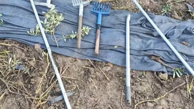 zeytinleri dalindan caldilar 25bcec098370 |