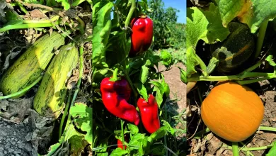 Isimsiz 1 scaled e1769597292997 |