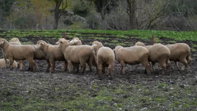 WhatsApp Image 2026 01 30 at 10.32.28 |