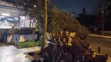 atasehirde firtina nedeniyle agac devrildi 09f660ada4d8 |