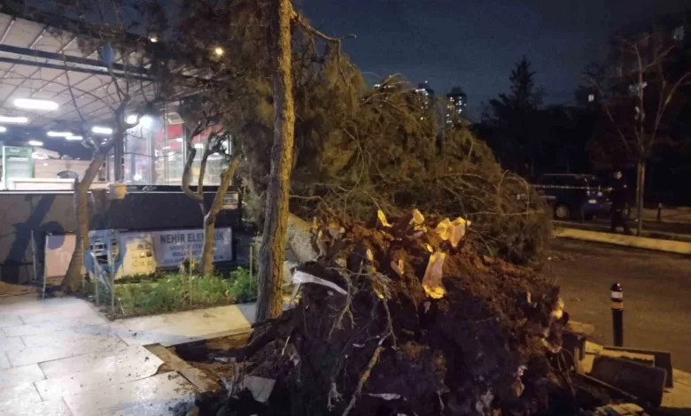 Ataşehir’de fırtına nedeniyle ağaç devrildi 1 atasehirde firtina nedeniyle agac devrildi 09f660ada4d8 |