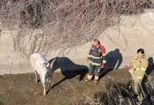 ayvalikta itfaiyeden at kurtarma operasyonu db1a92574f84 |