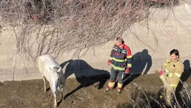 ayvalikta itfaiyeden at kurtarma operasyonu db1a92574f84 |