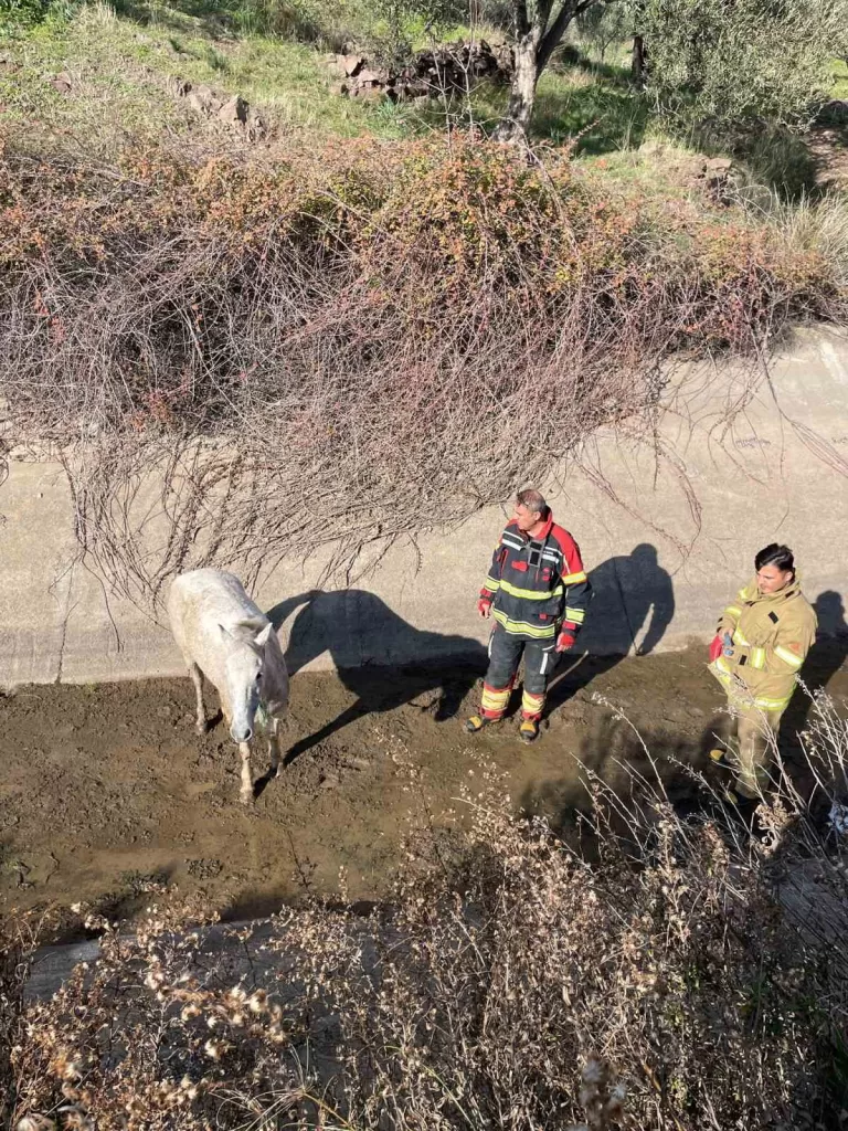 ayvalikta itfaiyeden at kurtarma operasyonu db1a92574f84 |