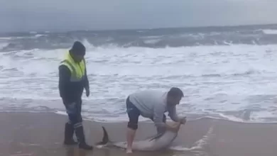 ayvalikta karaya vuran yunusu vatandaslar kurtardi 795ff9961f69 |