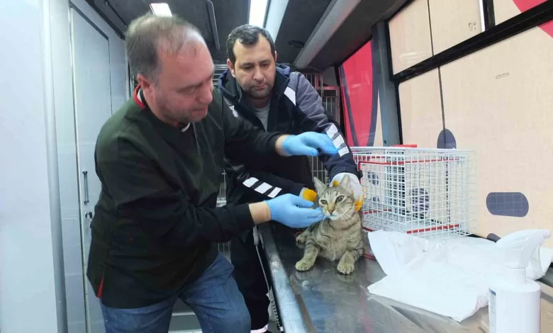 balikesir de sokak hayvanlarina ucretsiz tedavi destegi d2b811ede1c6 |