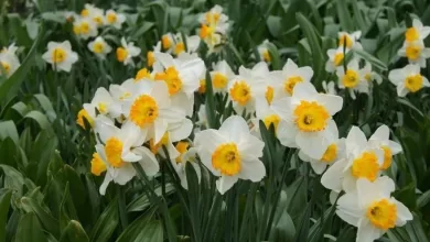 bayindirda yetisen nergis bilimde one cikiyor f6a1022f3654 |