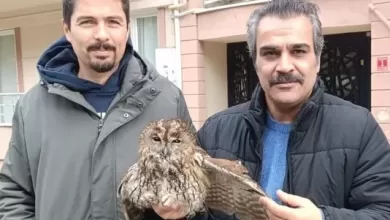 burhaniye de soguk hava yaban hayvanlarini da olumsuz etkiledi b8eda0366464 e1767449581222 |