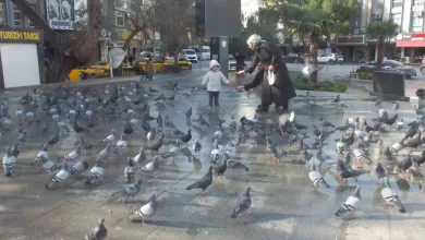 burhaniyede guvercinler imece ile besleniyor 0d6edefebcba |