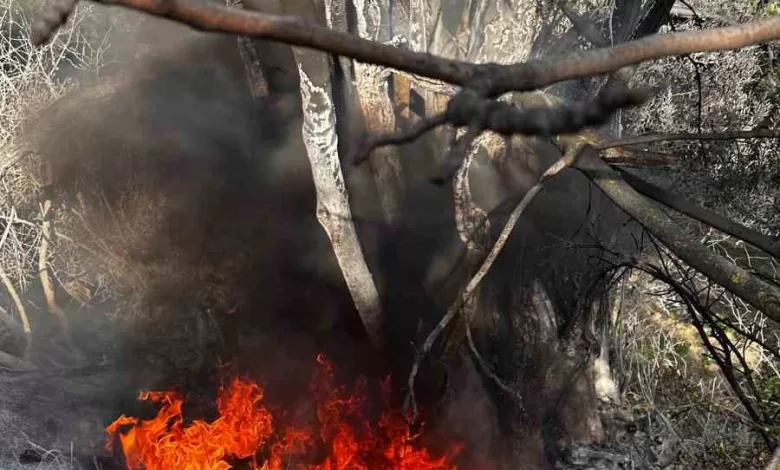 Bursa’da çıkan çalı yangını büyümeden söndürüldü 1 bursada cikan cali yangini buyumeden sonduruldu 0b79b3a39bb8 |