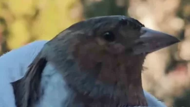 canakkalede ispinoz tedavi sonrasi dogaya salindi 325a3a1f3c6d |