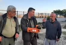 canakkalede yarali sahin koruma altina alindi 324ce34fedd5 |