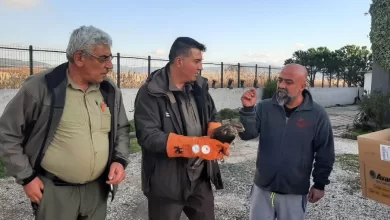 canakkalede yarali sahin koruma altina alindi 324ce34fedd5 |