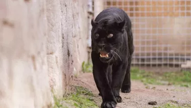 dogal yasam parkinin jaguari juliet yasama veda etti d34d98e506d0 |