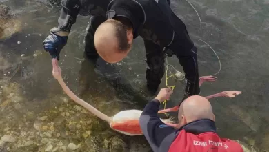 flamingoya hayat veren kurtarma operasyonu 30399c764bbc |