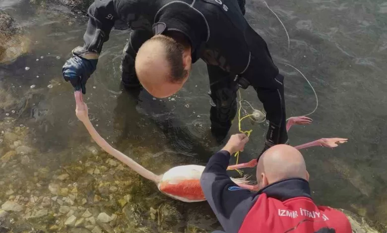 Flamingoya hayat veren kurtarma operasyonu 1 flamingoya hayat veren kurtarma operasyonu 30399c764bbc |