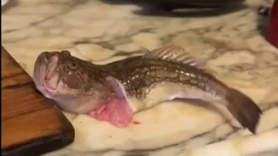 İçi temizlenen balık dakikalarca çırpınmaya devam etti 4 ici temizlenen balik dakikalarca cirpinmaya devam etti 5e3429455531 |