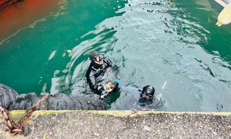 izmir itfaiyesi iskele altinda sikisan kediyi kurtardi 46393f3b16dc |