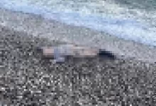 izmirde deniz kiyisinda cocuk cesedi 8d739e6fee22 |