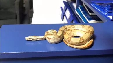 izmirde kafede yilanla gezdi 12 bin lira ceza yedi 8c808ee4c894 |