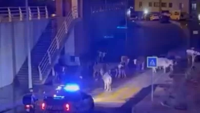 izmirde polisin inekler dagilin anonsu gulumsetti 914883913b0f |