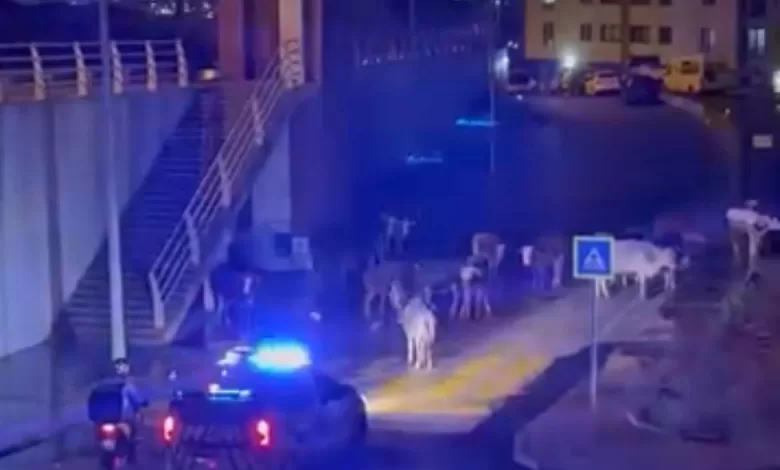 İzmir’de polisin "İnekler dağılın" anonsu gülümsetti 1 izmirde polisin inekler dagilin anonsu gulumsetti 914883913b0f |