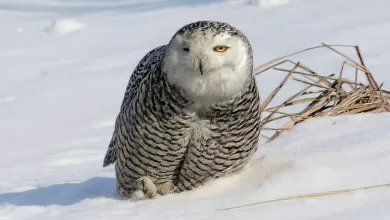 izmirli doga fotografcisi simsek amerikada kar baykusunu fotograflamayi basardi 1ba85c875546 |