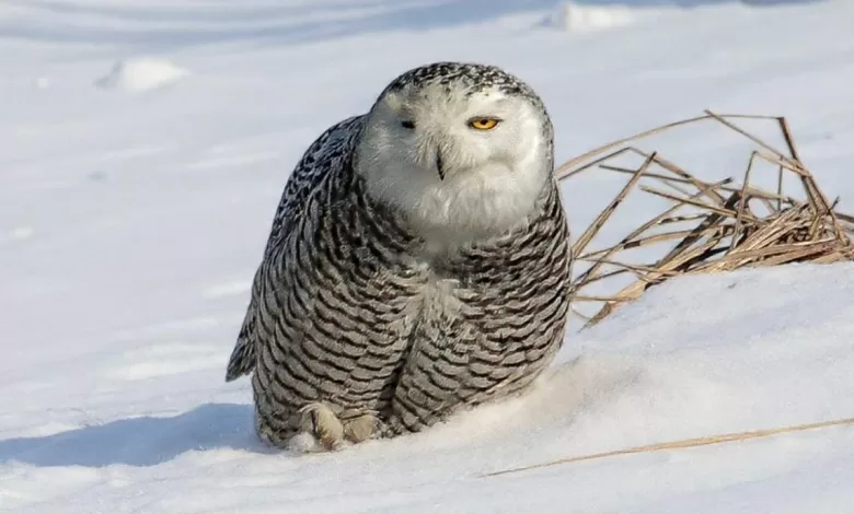 izmirli doga fotografcisi simsek amerikada kar baykusunu fotograflamayi basardi 1ba85c875546 |