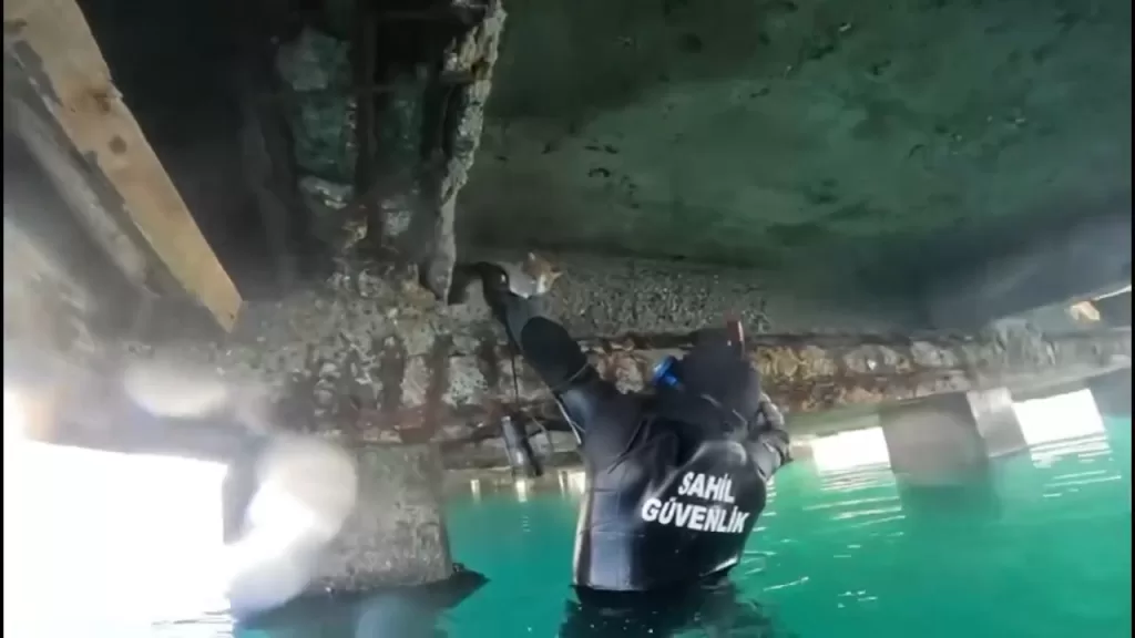 mahsur kalan kedi icin sahil guvenlik seferber oldu e5d82b4f0d38 |