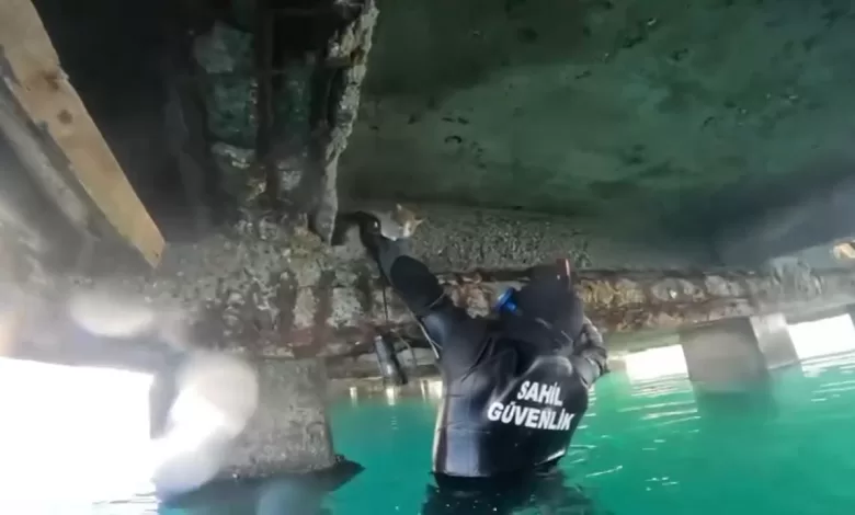 mahsur kalan kedi icin sahil guvenlik seferber oldu e5d82b4f0d38 |